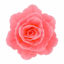 Obrazek RÓŻA CHIŃSKA ŚREDNIA RÓŻOWA 200418 ROSE DECOR 